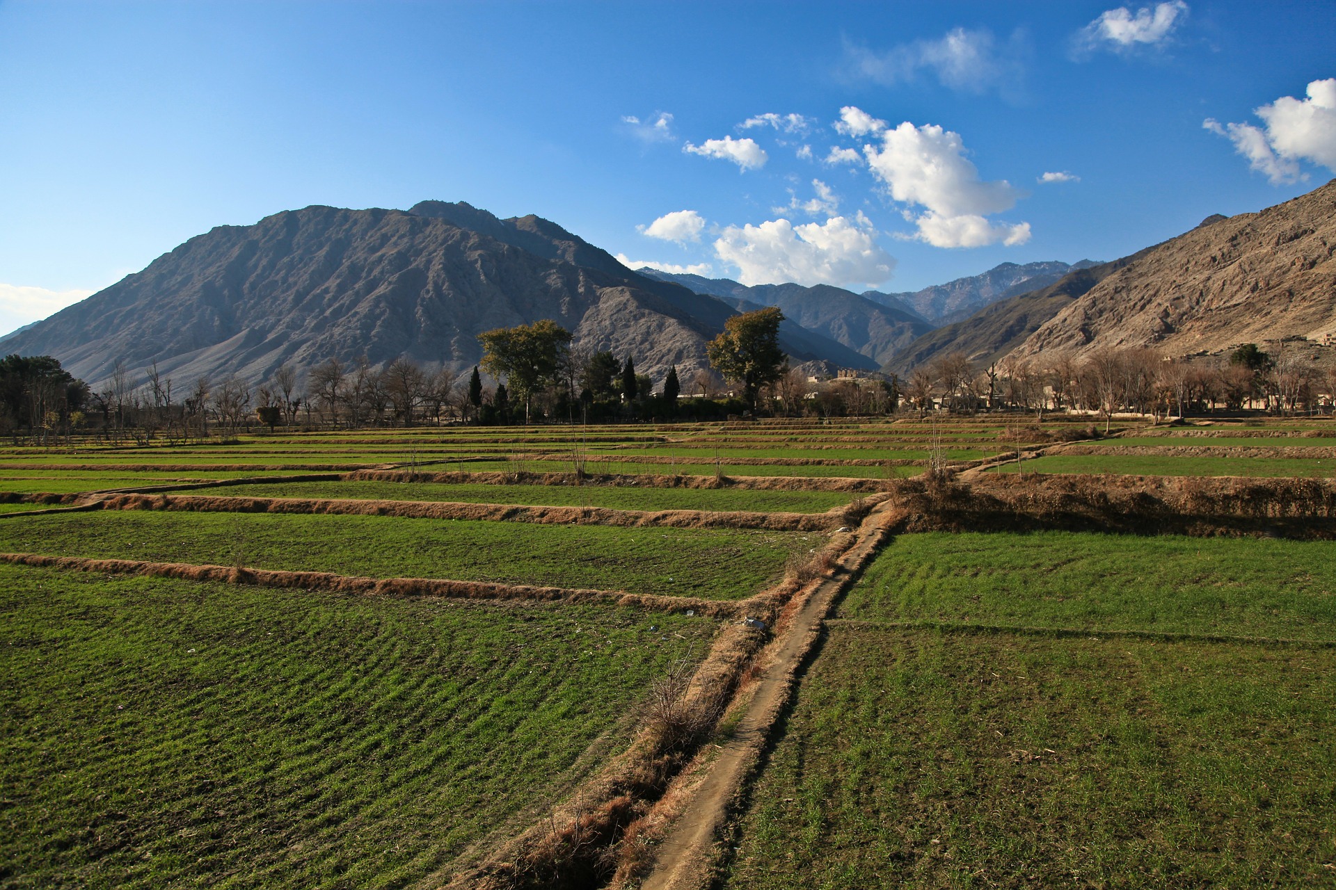 Afghanistan landscape: tilled field of land, blocked off in patches, with trees and mountains in the background
